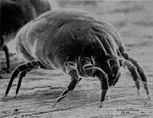 Best Vacuum for Dust Mites - UV Vacuum Cleaners