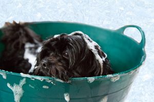 How To Get Rid of dust mites - Groom Your Pets Regularly