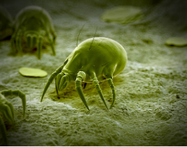 Where Do Dust Mites Come From